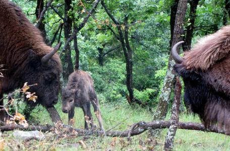 Wisewntkalf Rhodopen, foto Hristo Hristov