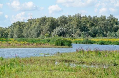 Biesbosch. Foto: Twan Teunissen
