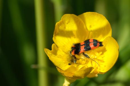 Behaarde bijenwolf op bloem (Foto Esther Linnartz)