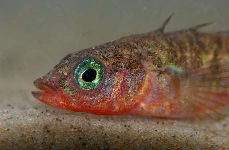 Driedoornige stekelbaars, foto: Natuurmonumenten