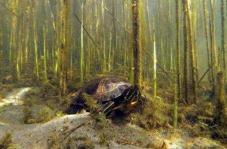 Wildernis onder Water
