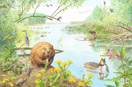 Biesbosch, tekening: Jeroen Helmer