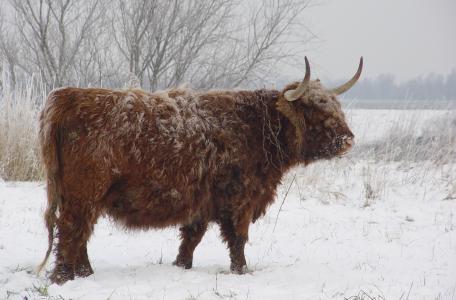 Schotse Hooglander in de sneeuw