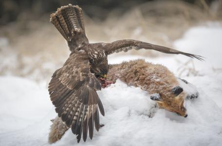 Buizerd op vossenkadaver. Foto: Neil Burton