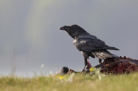 Dood doet Leven: Raaf op kadaver. Foto: Bildagentur Zoonar