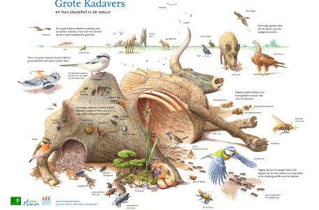 Sleutelrol Grote Kadavers
