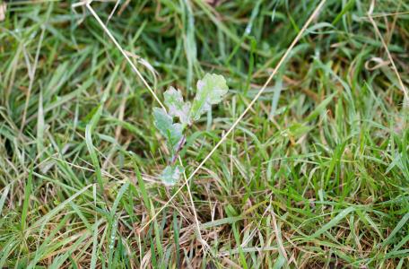 Jonge eik in begraasd terrein