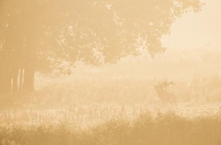 Burlend edelhert. Foto: Bob Luijks