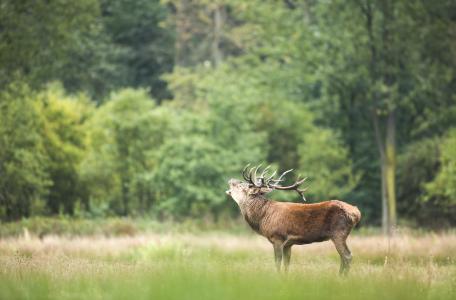 Burlend edelhert. Foto: Bob Luijks