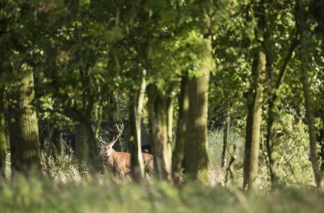 Edelhert in het bos. Foto: Bob Luijks