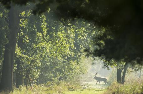 Edelhert. Foto: Bob Luijks