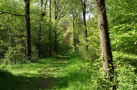 Bospad in De Geelders. Foto: Bert Vervoort