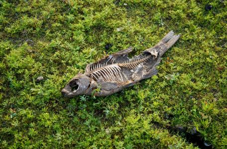 Dode vis tussen pionierplanten