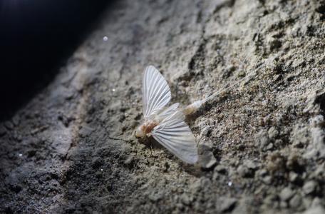 Schoraas - Zomersneeuw - Ephoron virgo 11 augustus 2015