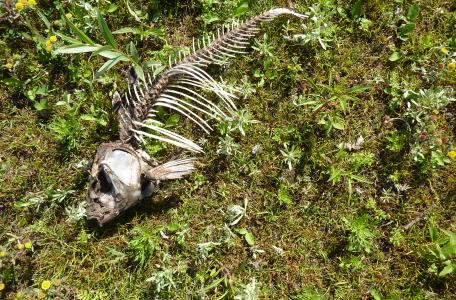 Laagwater langs de rivier. 