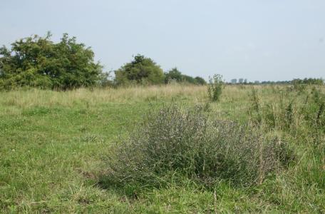 Ooijpolder bij Nijmegen