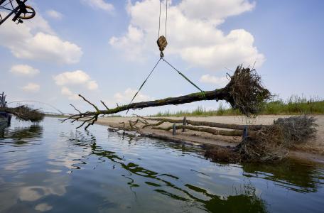 Rivierhout in de Spiegelwaal, foto: Thomas Fasting
