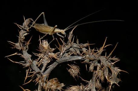 Boomkrekel, foto: Jan Jacobs