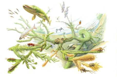 Sleutelrol van rivierhout