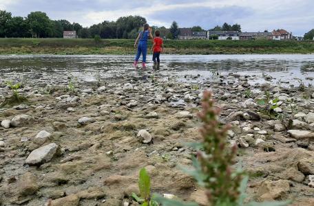 Veldles bij de Grensmaas. Foto: Josien van Boekel