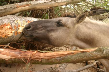 Koniks schillen wilg