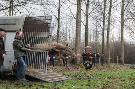 Het edelhert is terug in Brabant. Foto: James van Leuven