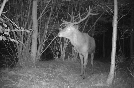 Het plaatshert (grootste, sterkste edelhert) voor de camera in natuurgebied de Mortelen aan het begin van de bronsttijd in de avond van 17 september