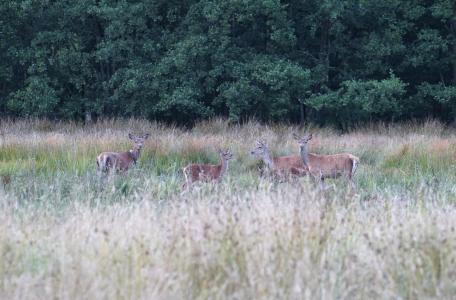Edelherten in Het Groene Woud. Foto: James van Leuven