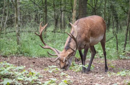 Edelhert in Het Groene Woud. Foto: Marco Renes, Brabants Landschap