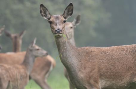 Edelherten in Het Groene Woud. Foto: Marco Renes, Brabants Landschap