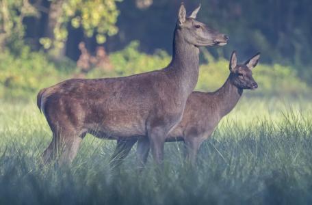 Edelherten in Het Groene Woud. Foto: Marco Renes, Brabants Landschap