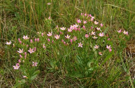 Duizend guldenkruid in natuurgebied Het Groene Woud. Foto: Bert Vervoort