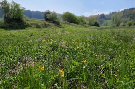 Natuurexcursie rond Wolfhaag