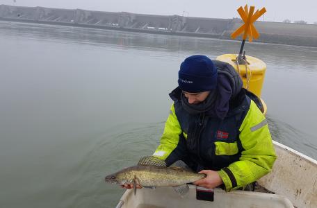 Gezenderde snoekbaars wordt uitgezet bij de Haringvlietdam. Foto: VisAdvies
