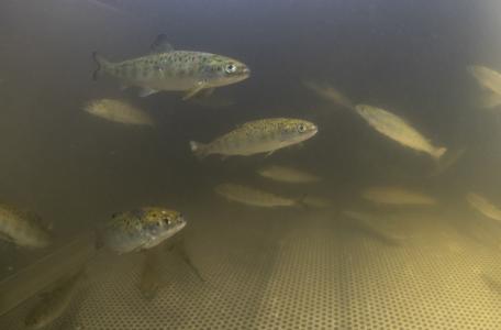 Zenderonderzoek zalmen. Foto: Arthur de Bruin, Blikonderwater