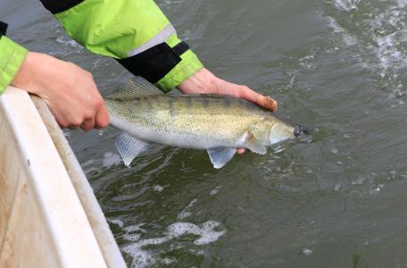 Snoekbaars loslaten bij de Haringvlietdam. Foto: Niels Brevé