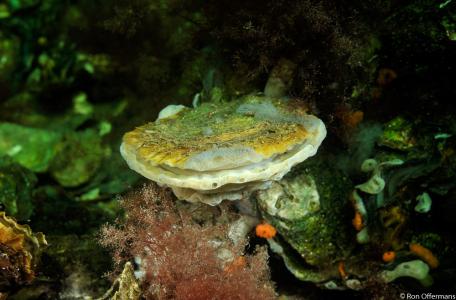 Platte oester; European flat oyster