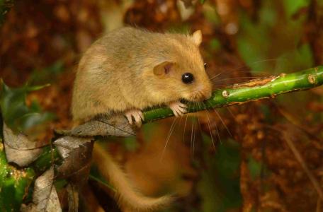Hazelmuis, foto: Ruud Foppen
