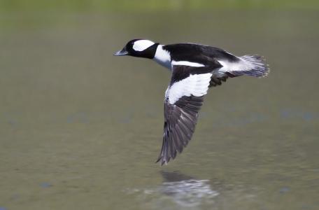 Buffelkopeend Bill Bouton