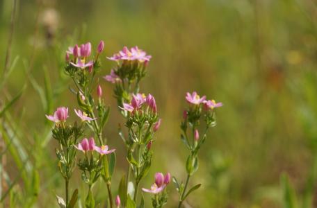 Echt duizendguldenkruid