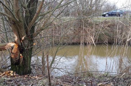 Bevervraat langs de Koedood. Foto: Niels Godijn
