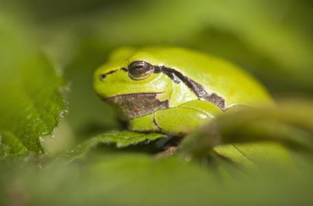 Boomkikker, foto: Bob Luijks