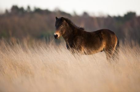 Exmoor paard op de Loozerheide. Foto: Bob Luijks