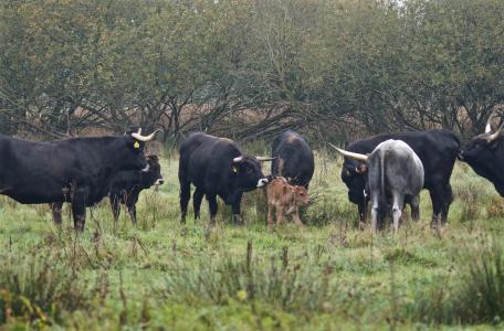 Een pas geboren kalf maakt kennis met de kudde. Foto: Theo van der Heijden