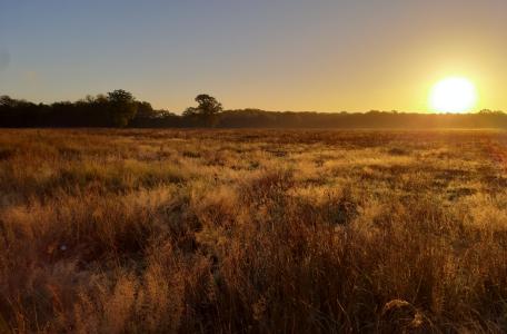 Graslanden bij zonsopkomst in het Kempen~Broek. Foto: Joep Crombag