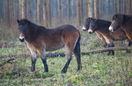 Exmoor paarden