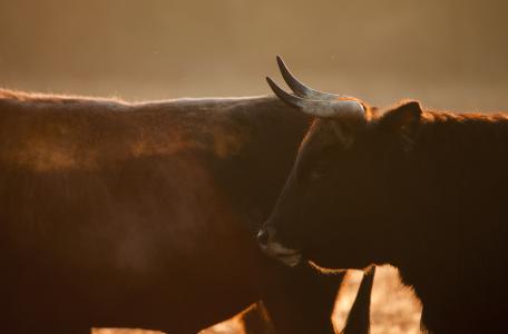 Tauros Wijffelterbroek