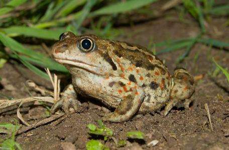 Knoflookpad. Foto: Douwe Schut