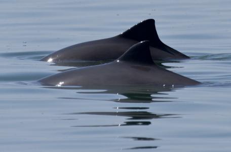 Bruinvissen. Foto: Ernst Schrijver