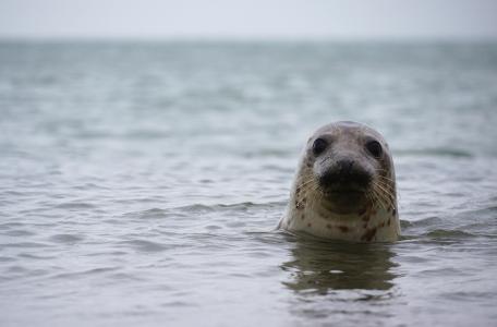 Grijze Zeehond